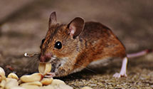 24 Hour & Emergency Exterminators in Pactolus, NC